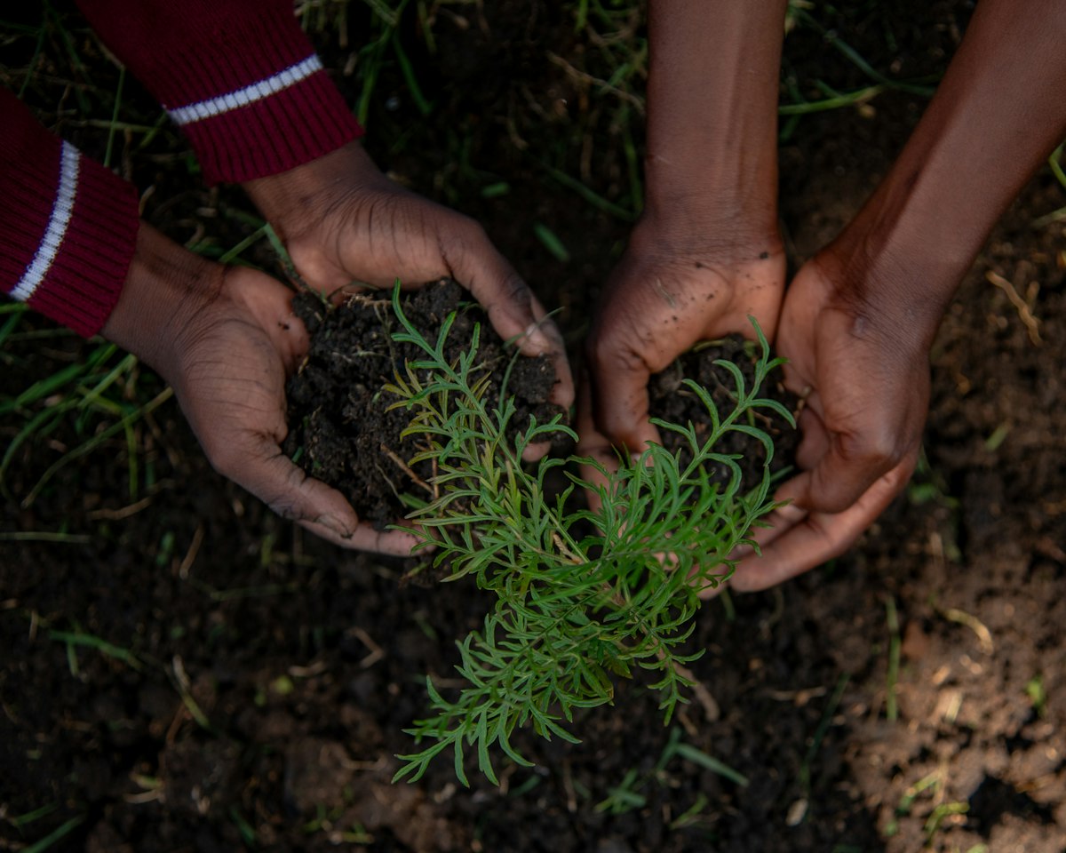Deux paires de mains plantant une jeune pousse