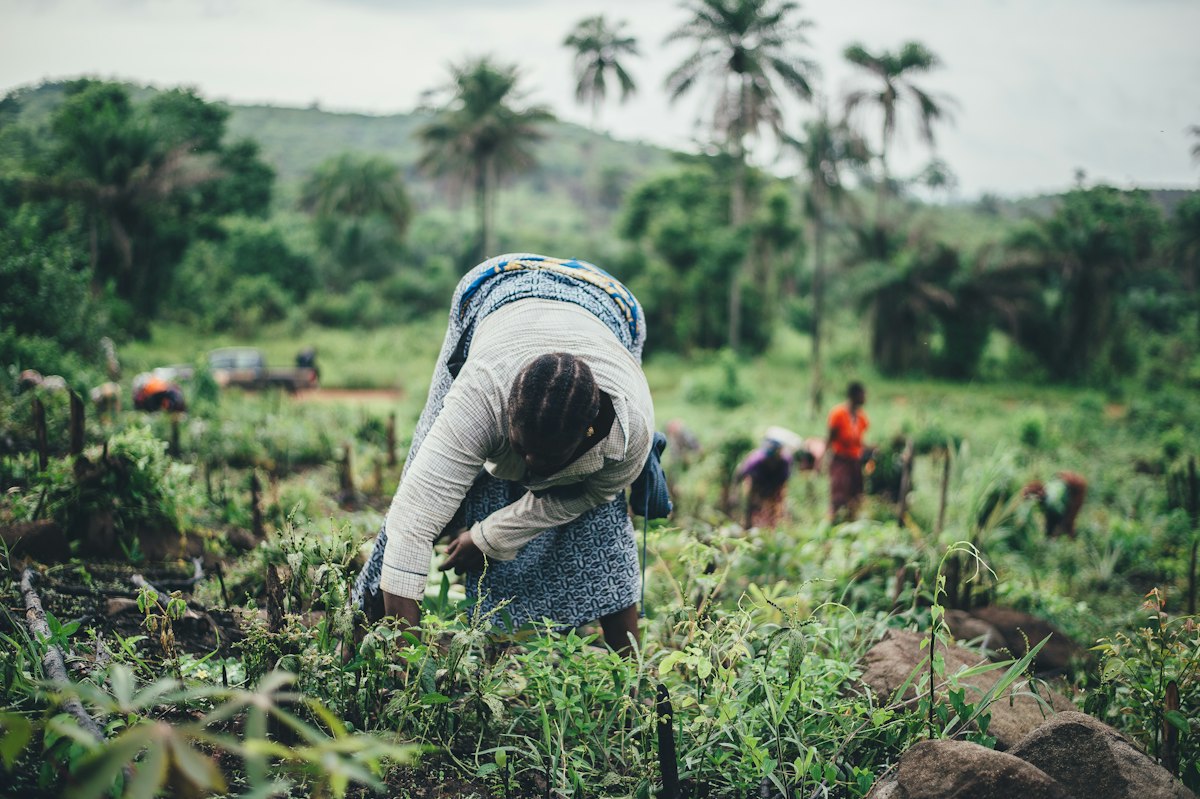 Femmes cultivant le manioc